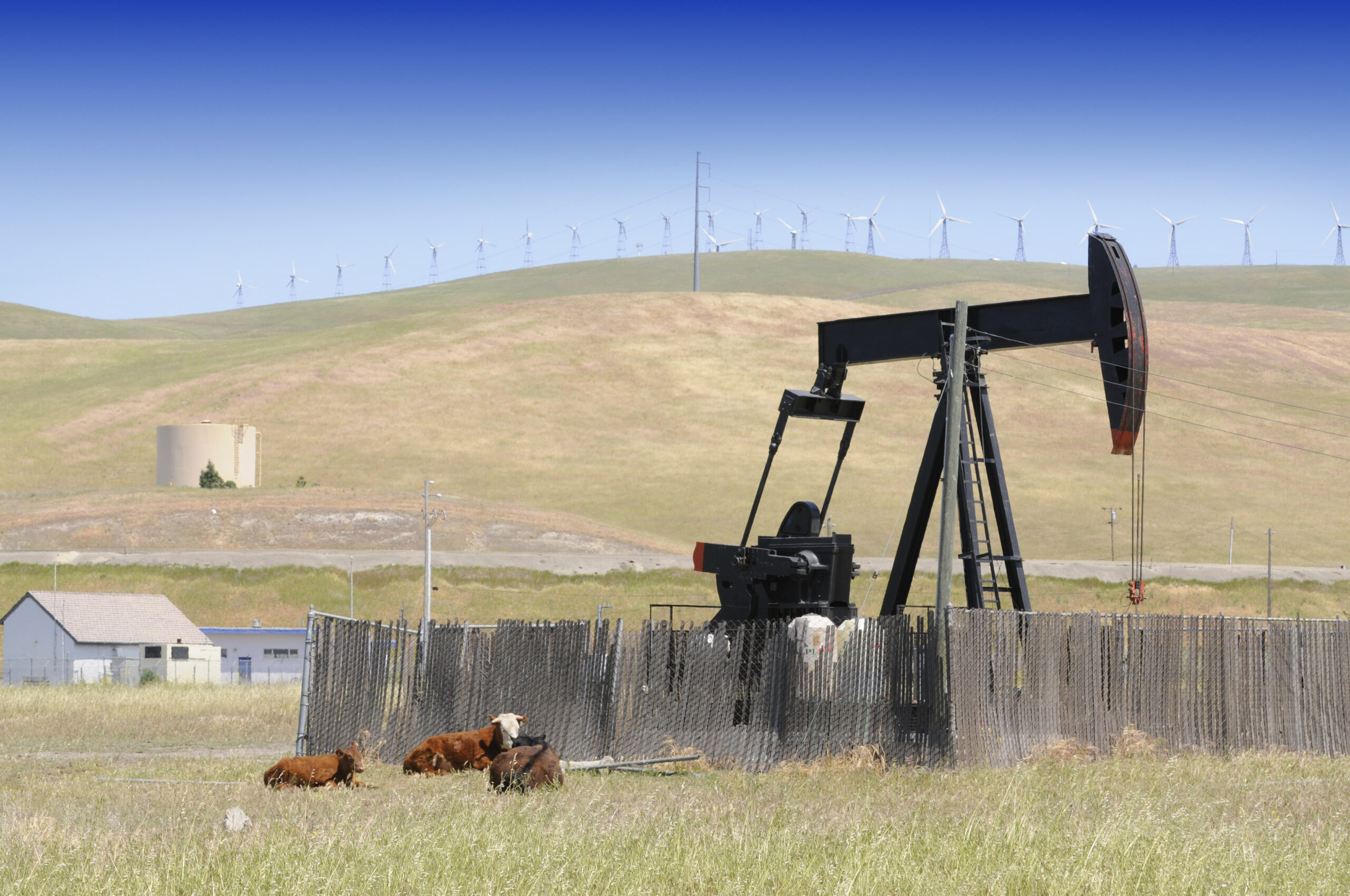 Cattle-next-to-pump-jack-scaled